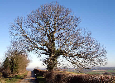 Winter tree on Foxcote Hill