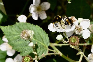 Bees on blackberry flowers   Sansome House Garden 2