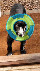‘Molly’ with her frisbee!
Taken in the garden at The Shippen, Ilmington