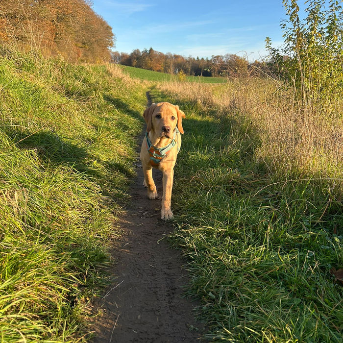Hundespaziergang am Missionshaus