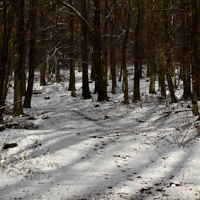 Impressionen im Winter am Bosenberg