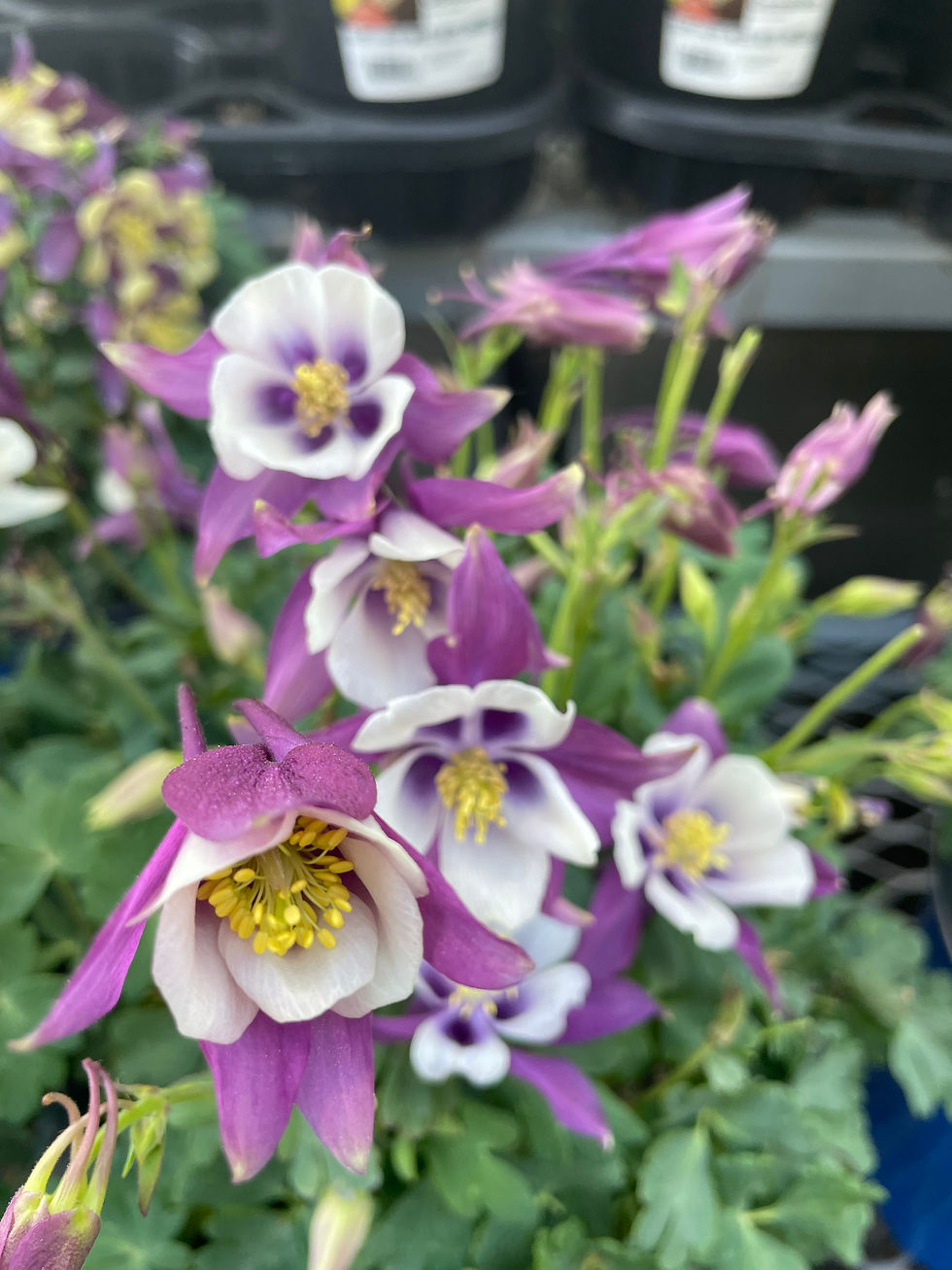 Purple and white columbine flowers