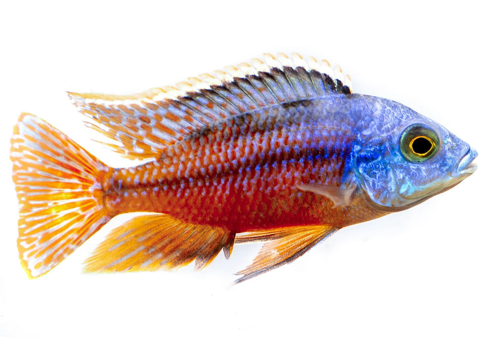 Protomelas taeniolatus - Super Red Empress Cichlid