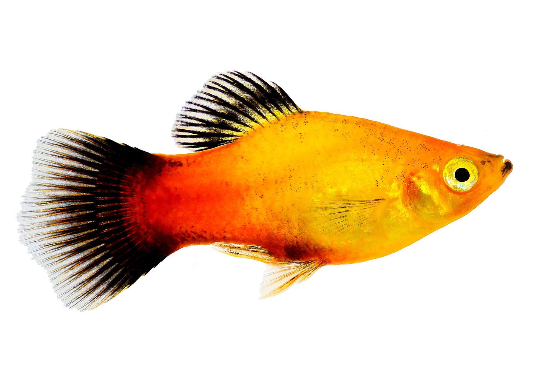 Platika Mix - Xiphophorus Maculatus