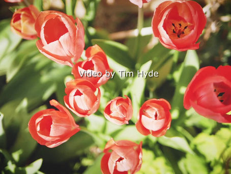 Springtime Meditation