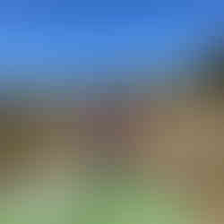 image of ellie at the dog park