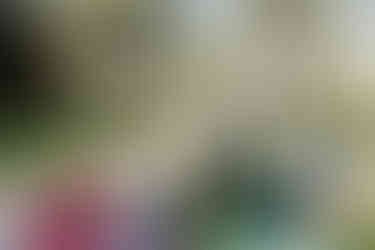 The groom laughing with guests at the picnic in Sunken Garden at Cottesloe Civic Centre