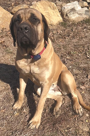 English Mastiff - Kimber