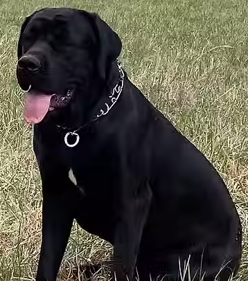 Mastador