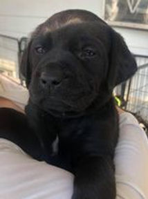 black mastador puppy