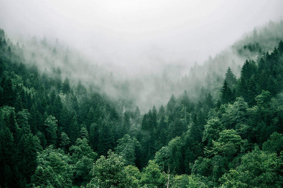Forest-fog.jpeg