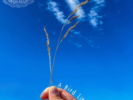 Single of the Week - Cinnamon Space Machine 🇸🇪 - ‘A Bird Lit Down’