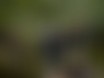 Kataokas - new single 'Grandma'