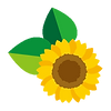 ひまわり