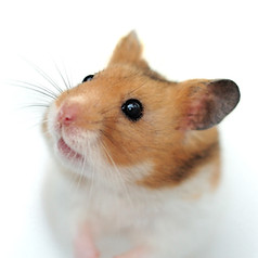 ハムスター