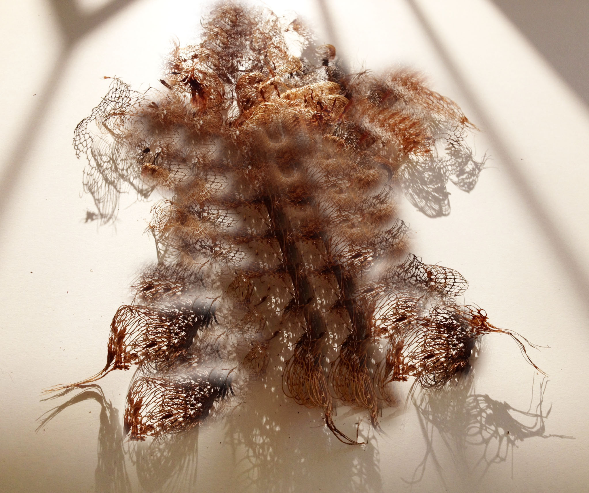 SPECIES-005c