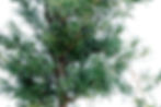 Miniatura: Podocarpus Verde