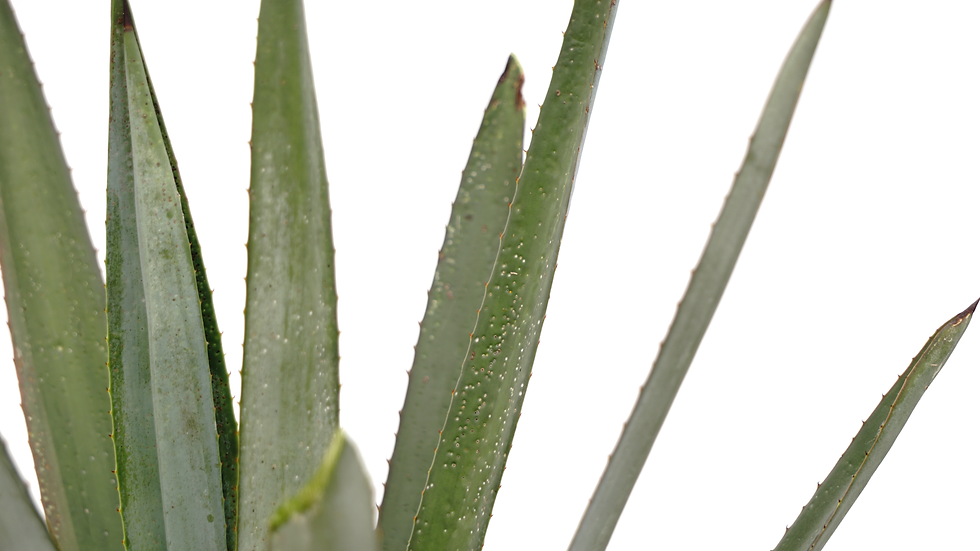 Miniatura: Agave Gris