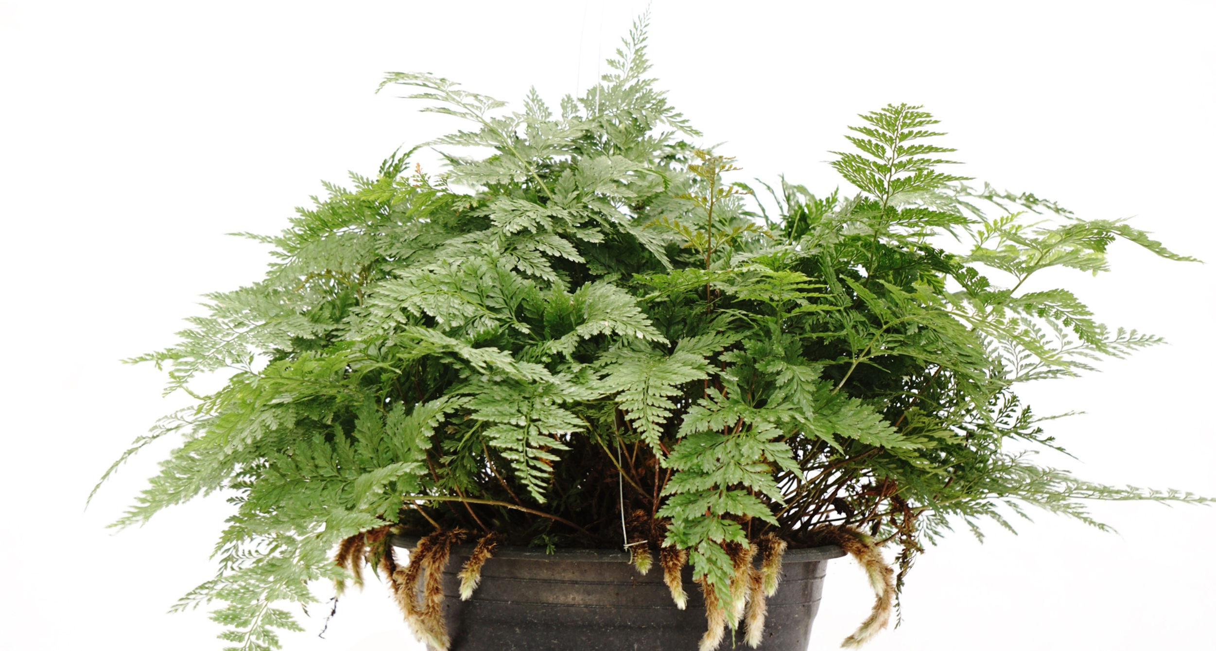 Helecho Cola de Conejo