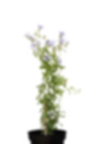 Miniatura: Plumbago