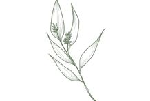 BWW LEAF GRAPHIC-01_edited_edited.png