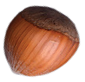 A spinning Hazelnut Image