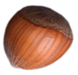 A spinning Hazelnut Image
