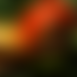 End rot pictured on the end of Tomatoes