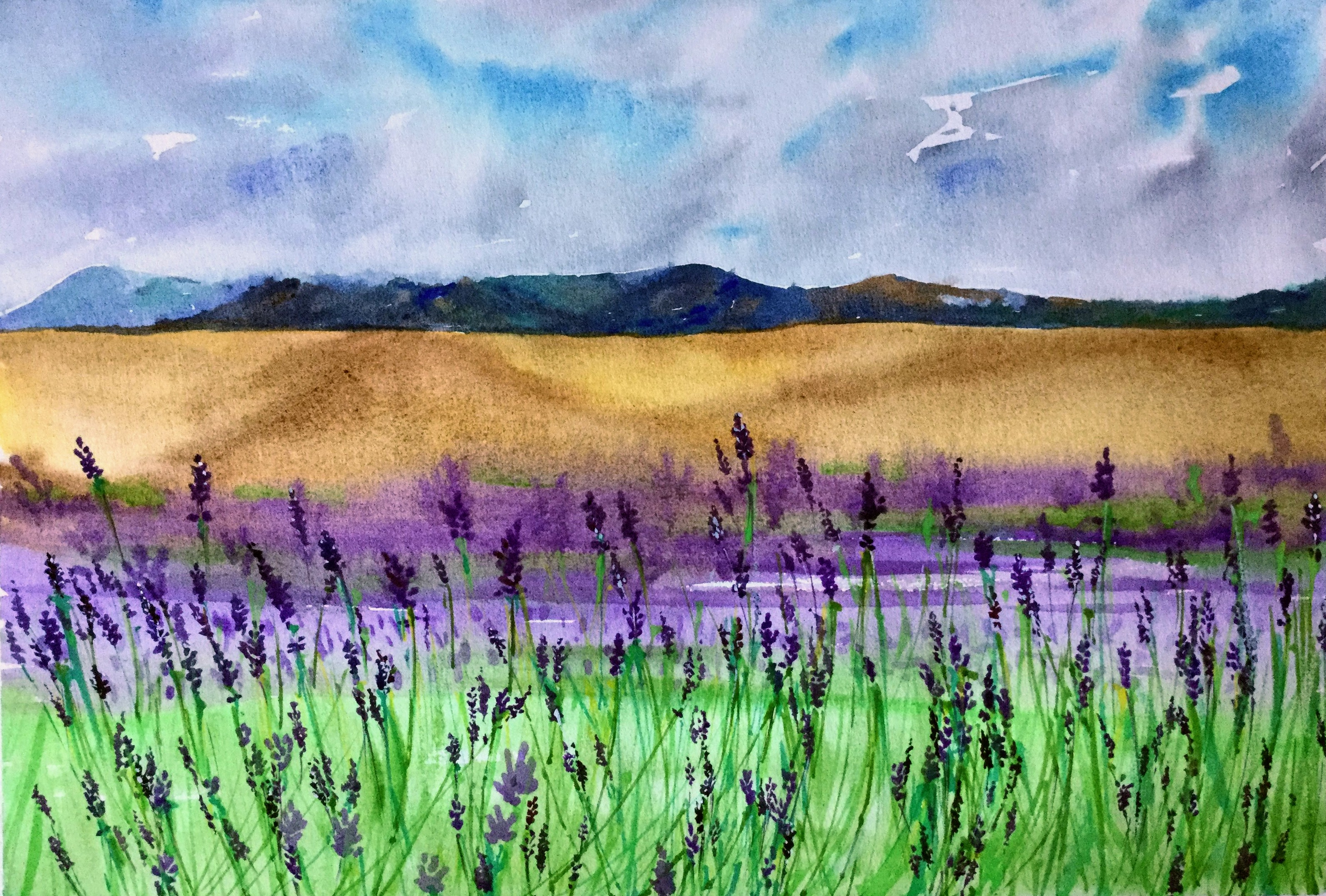 Lavender Farm Closeup - South Island NZ