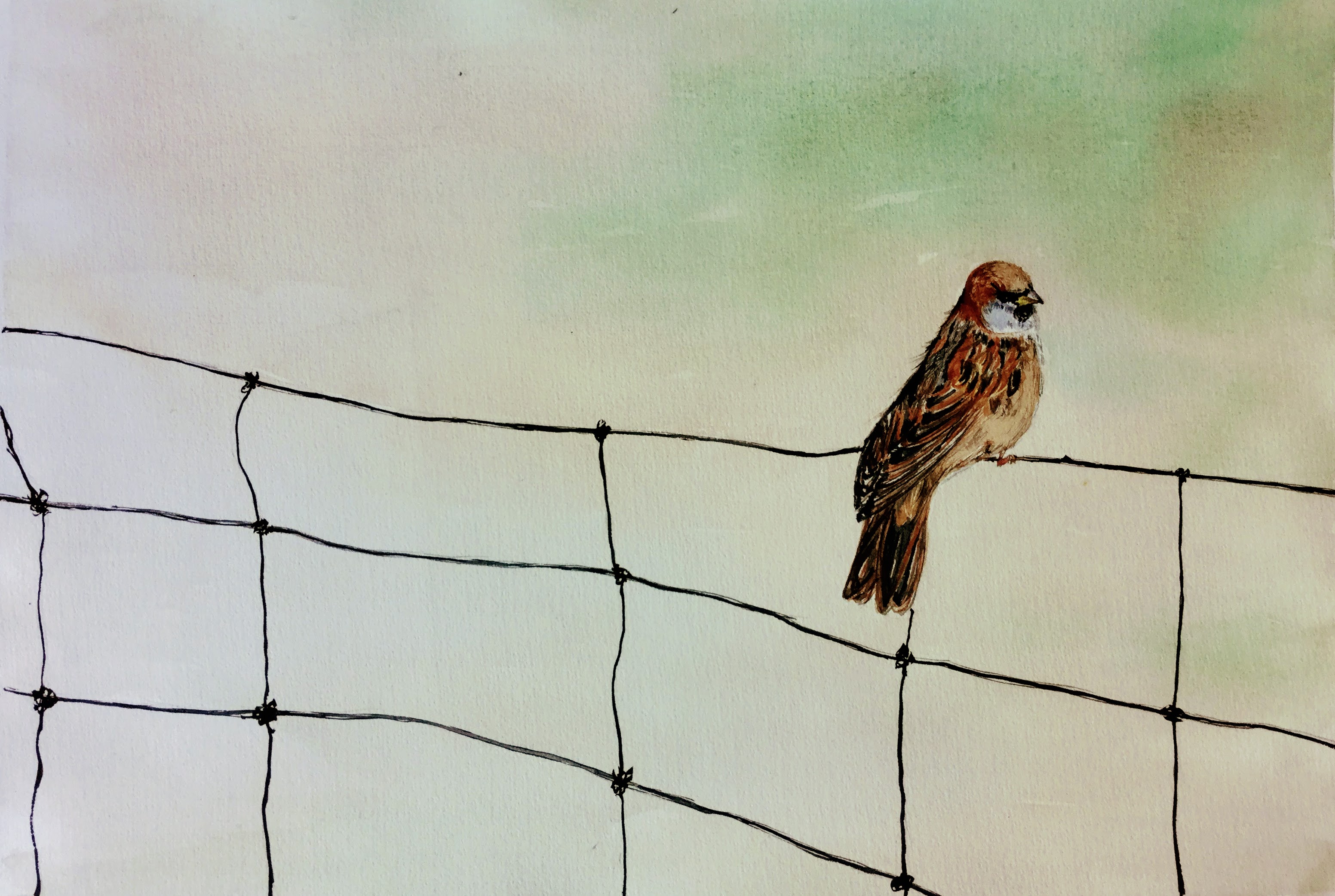 Alone but High Head - Sparrow