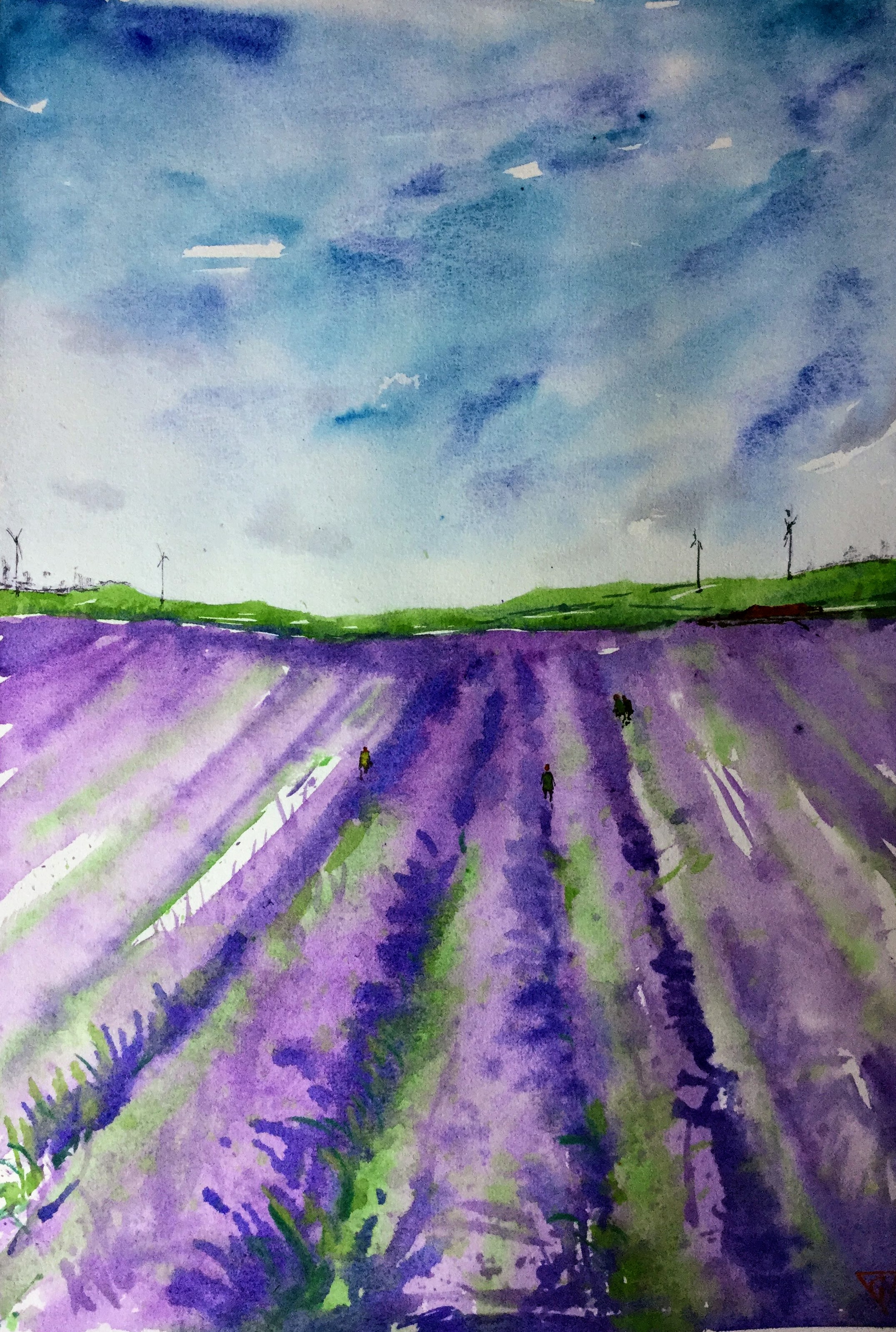 Lavender Farm – South Island NZ