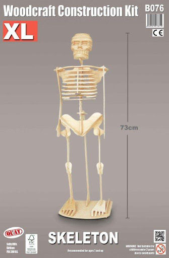 skeleton, B076, wooden models