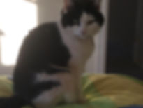 Kitty Scratch