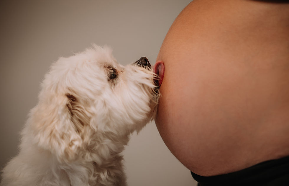 Seu cachorro no seu ensaio!