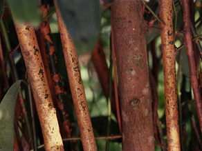 Spices, Roots, Trees and Kaddish D'Rabanan