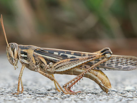 Grasshopper