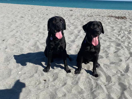 My Pups