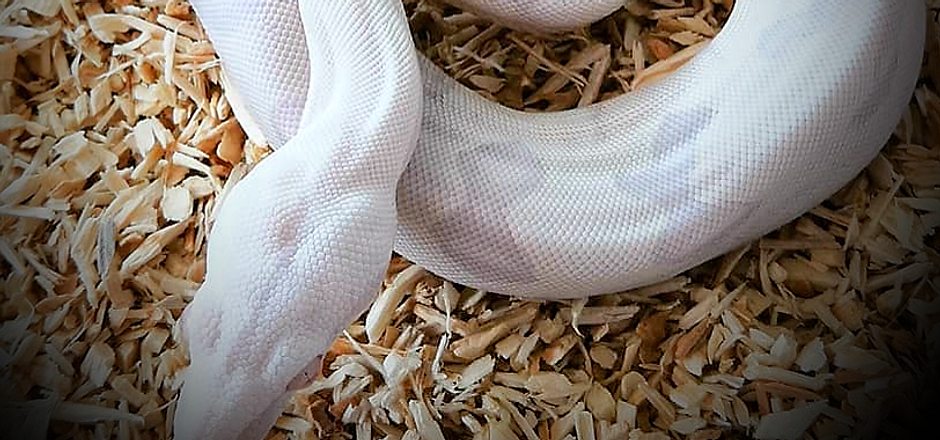 Boa Constrictor Snow Kahl.jpg