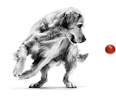 golden-retriever-adult-weight-management-emblematic.jpg