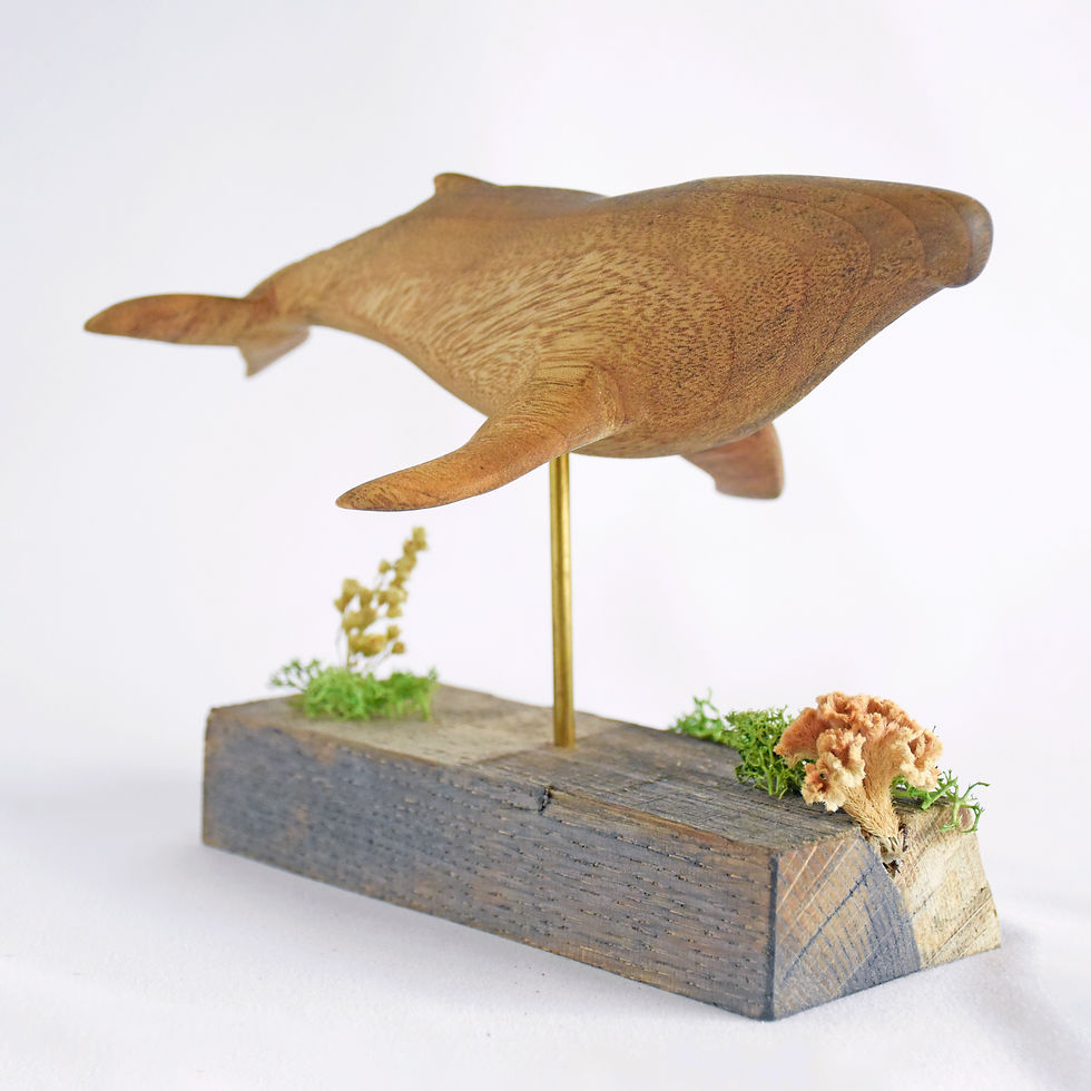 ザトウクジラ_クス