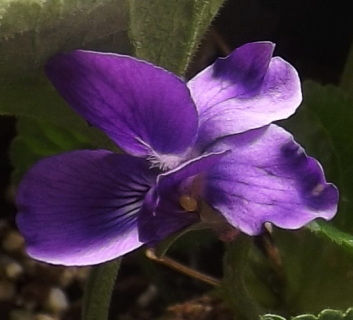 Blue purple blooms with white near center. 