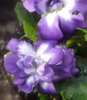 Double purple violets with white centers and green foliage.