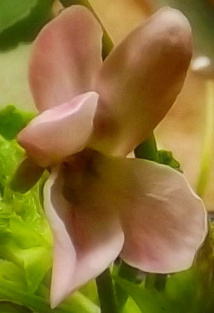 Pale pink and ivory violet with green foliage in background.  This is a side view and petals are twisted.