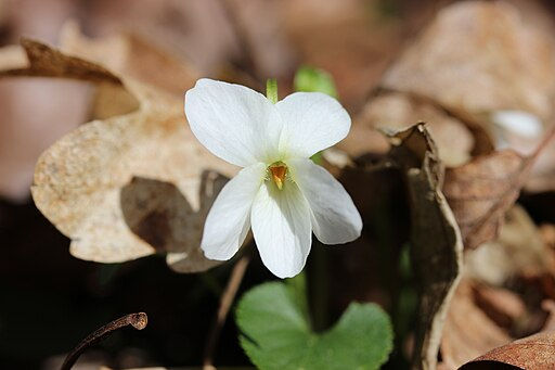 White violet with pale yellow center and bright green leaves.
