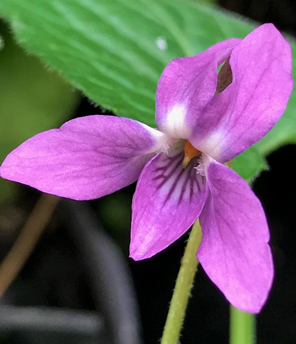 Deep mauve violet with white center and deeper striations in bottom center petal.