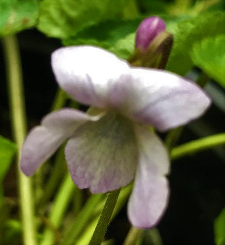 Dusky lavender violet with purple spur and green foliage.