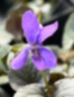 Closeup of lavender violet with central striations and deep purple/green foliage in background.