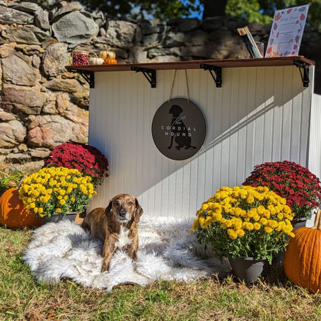 How to Plan the Ultimate Backyard Wedding in Massachusetts
