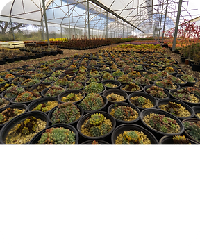 Vivero.png