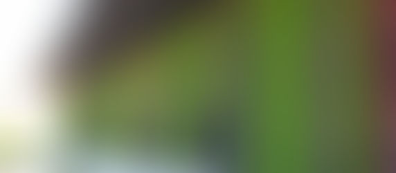 Más allá de la decoración, la importancia del muro verde.